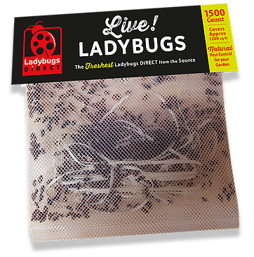 1500-Count Mesh Bag – Lady Bugs Direct